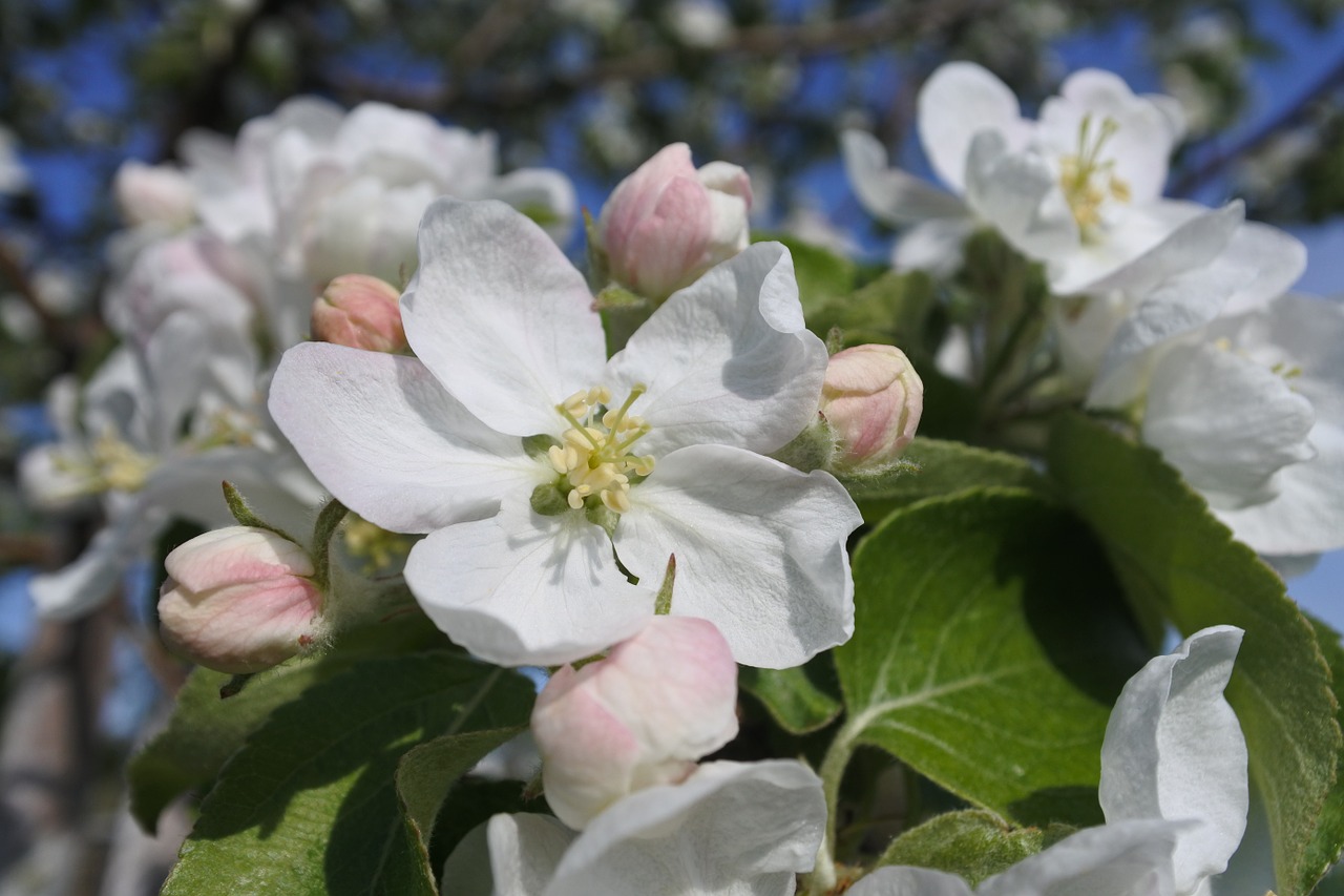 apple tree greens closeup free photo