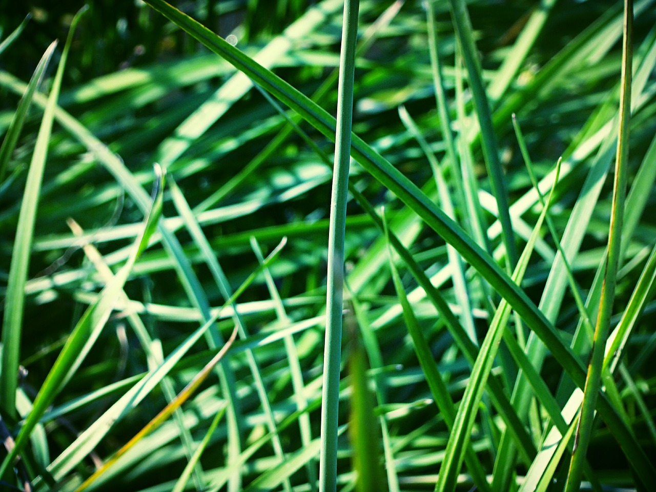 greens plants grass free photo