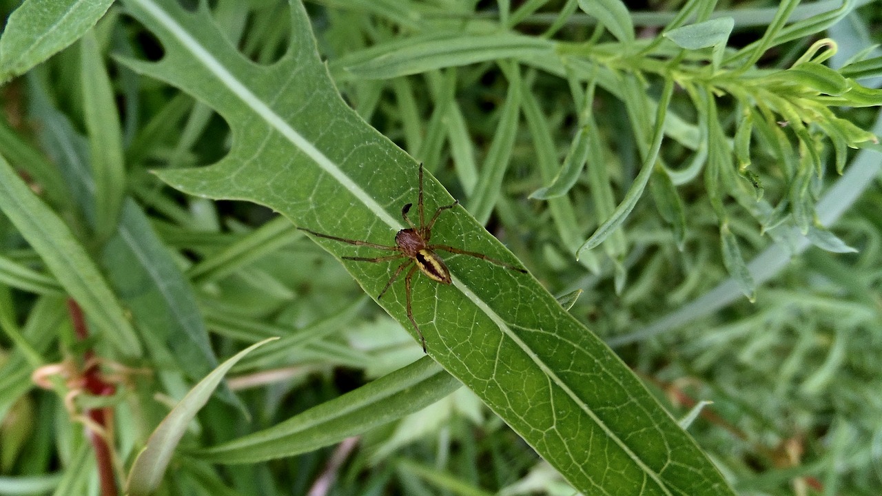 greens sheet spider free photo