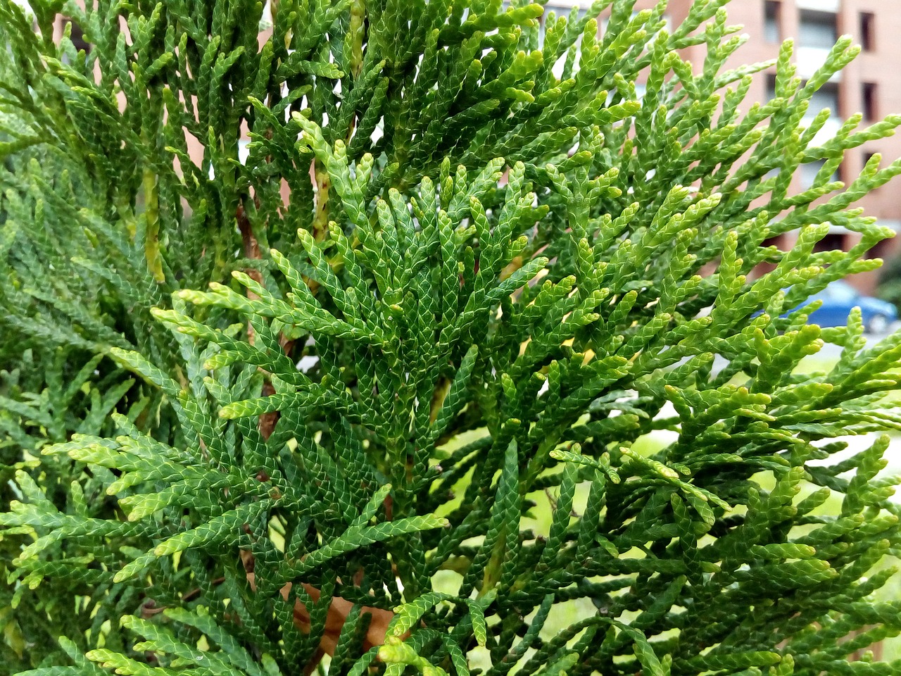 greens city thuja occidentalis free photo