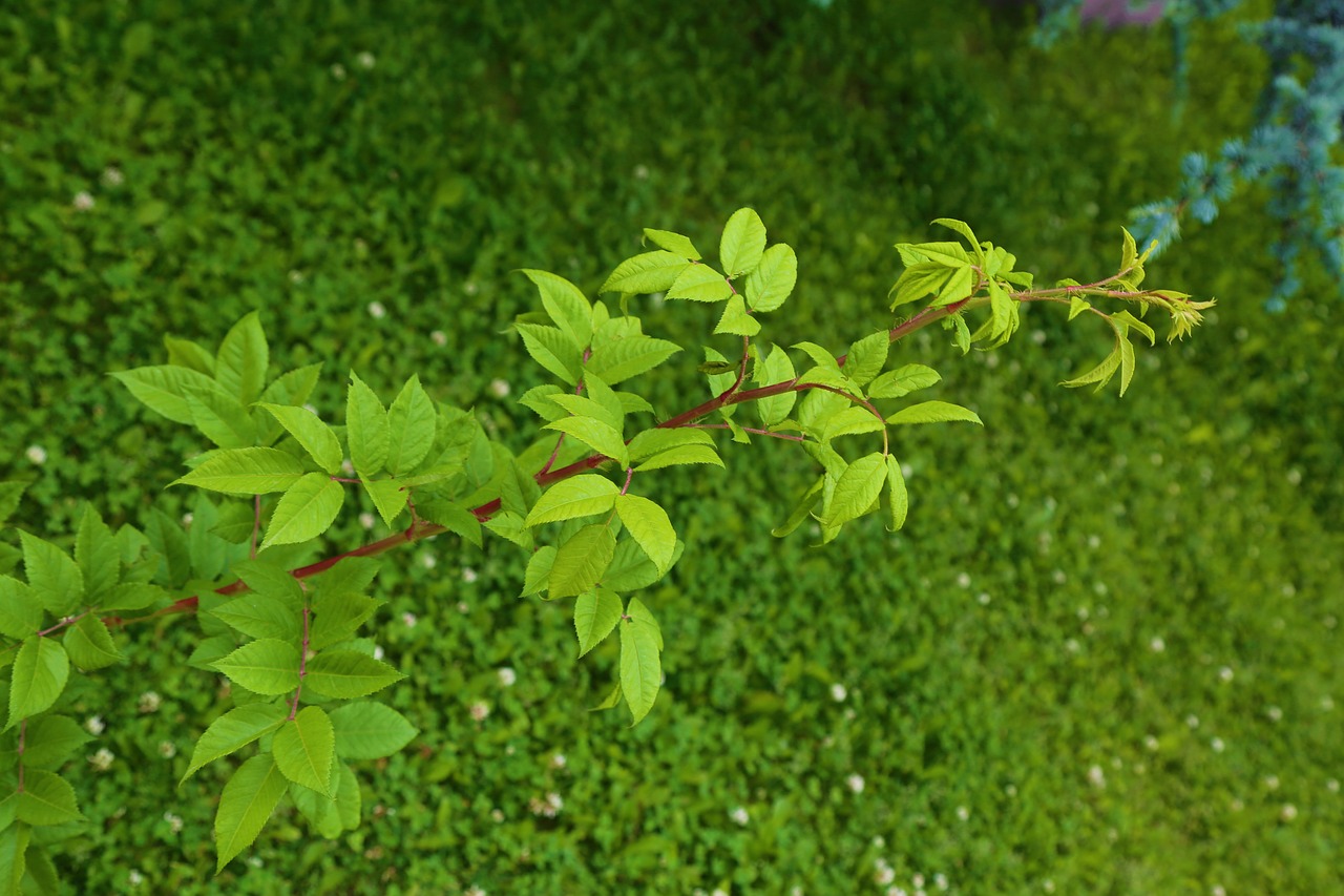 greens  leaves  nature free photo