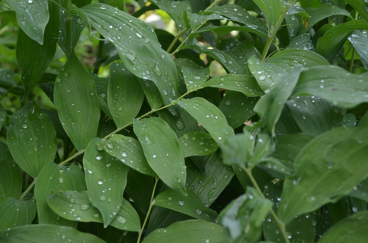 greens  drops  foliage free photo