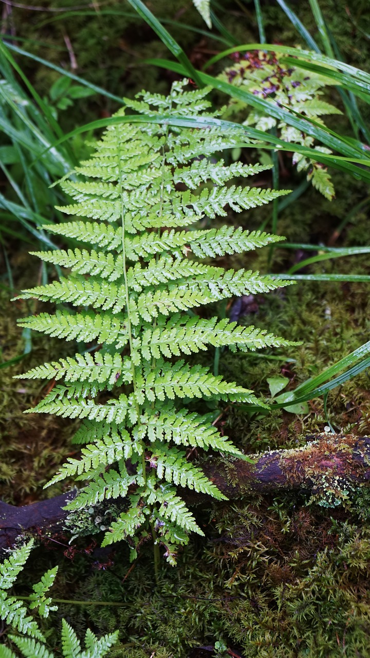 greens  forest  summer free photo