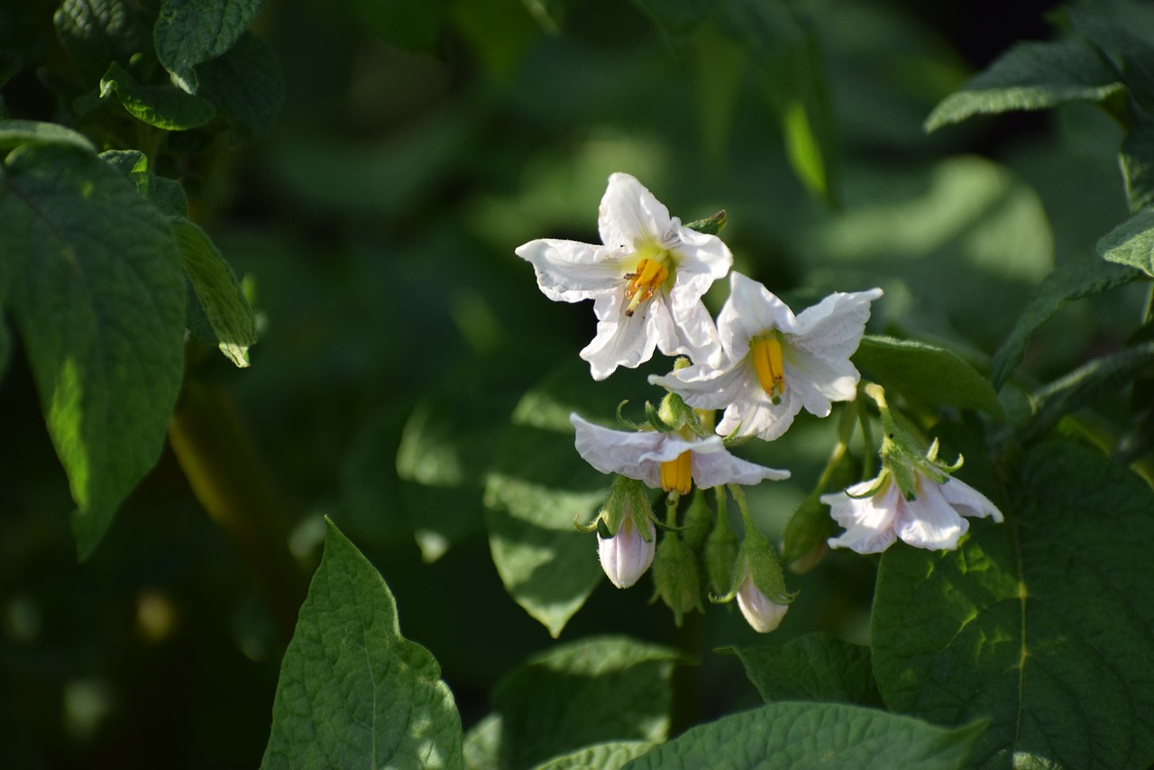 greens  flower  potatoes free photo