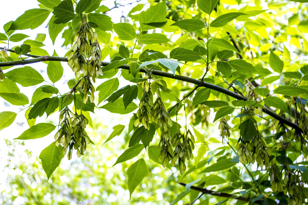 greens  plants  leaves free photo