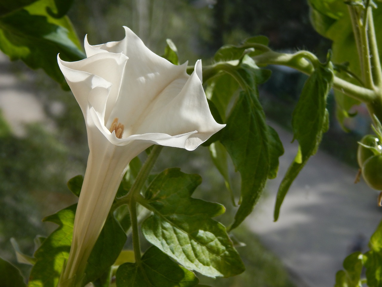 datura white flower leaves free photo