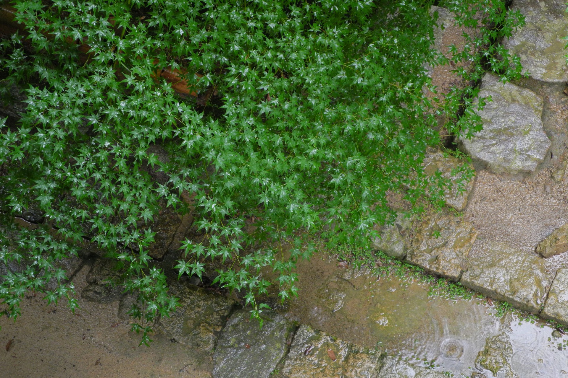 green tree rain free photo