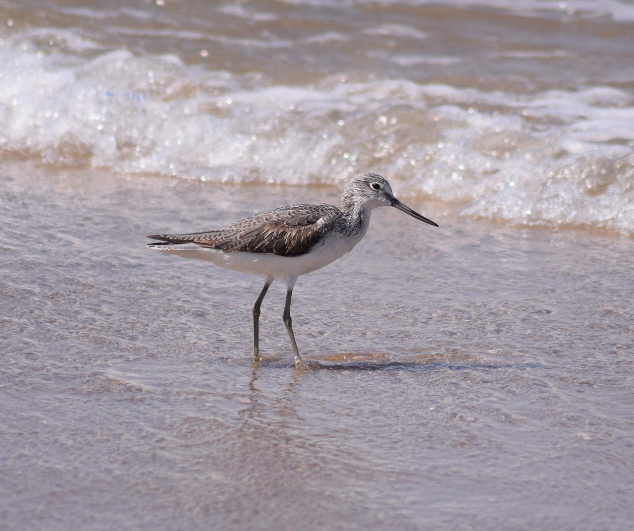 greenshank the shore free photo