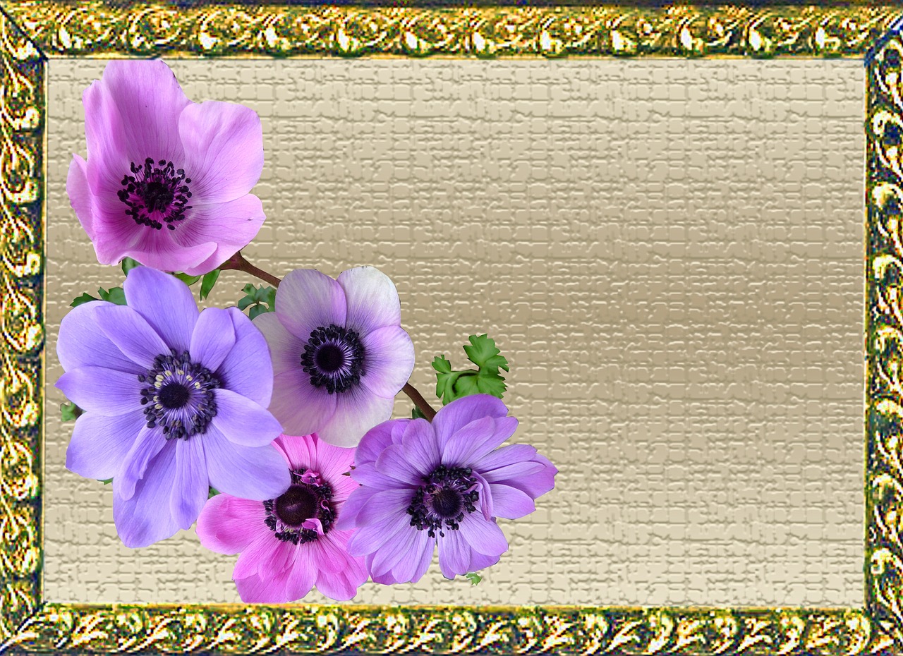 greeting card anemone flowers free photo