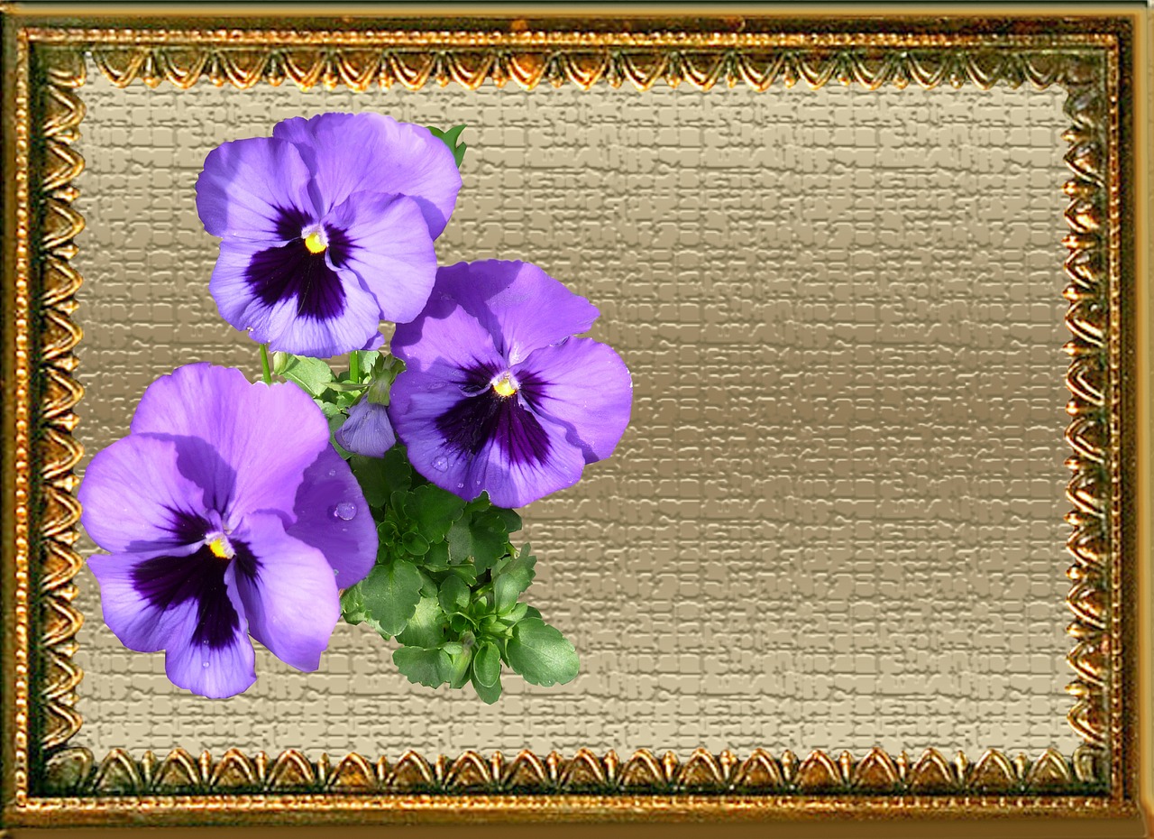 greeting card purple pansies free photo