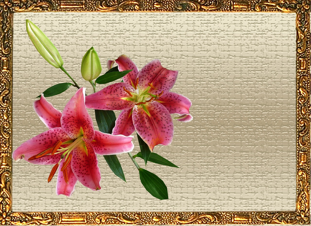 greeting card pink lily free photo