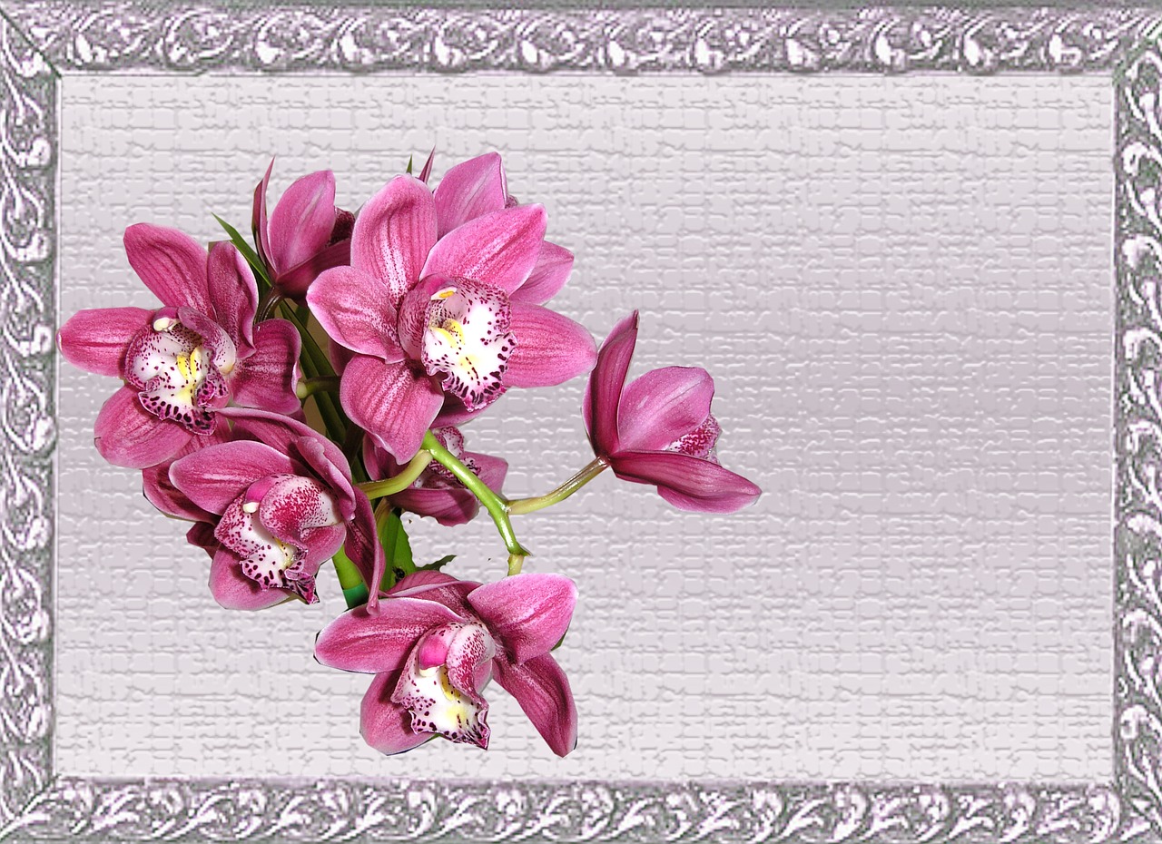 greeting card pink orchid free photo