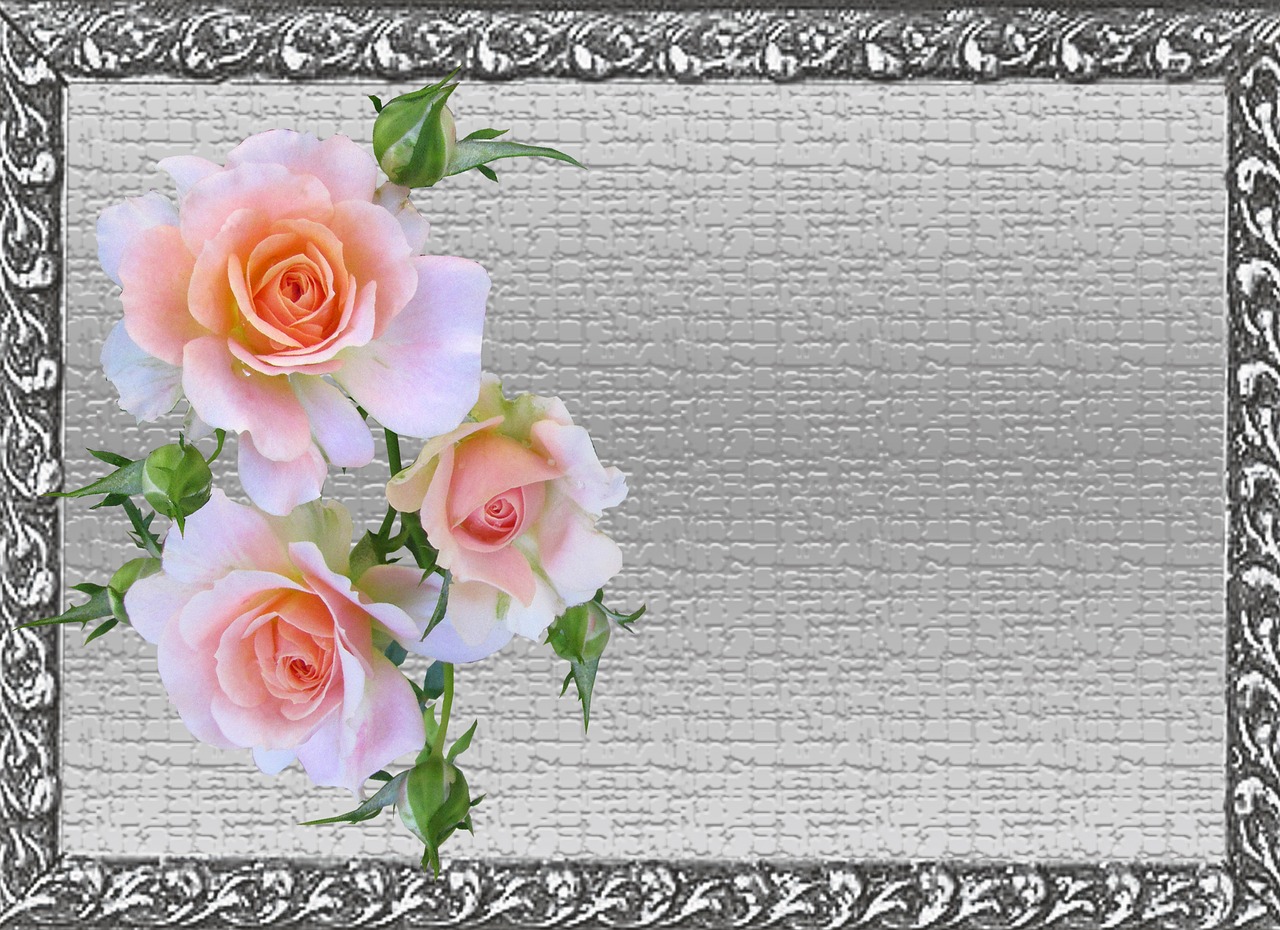 greeting card pink rose free photo