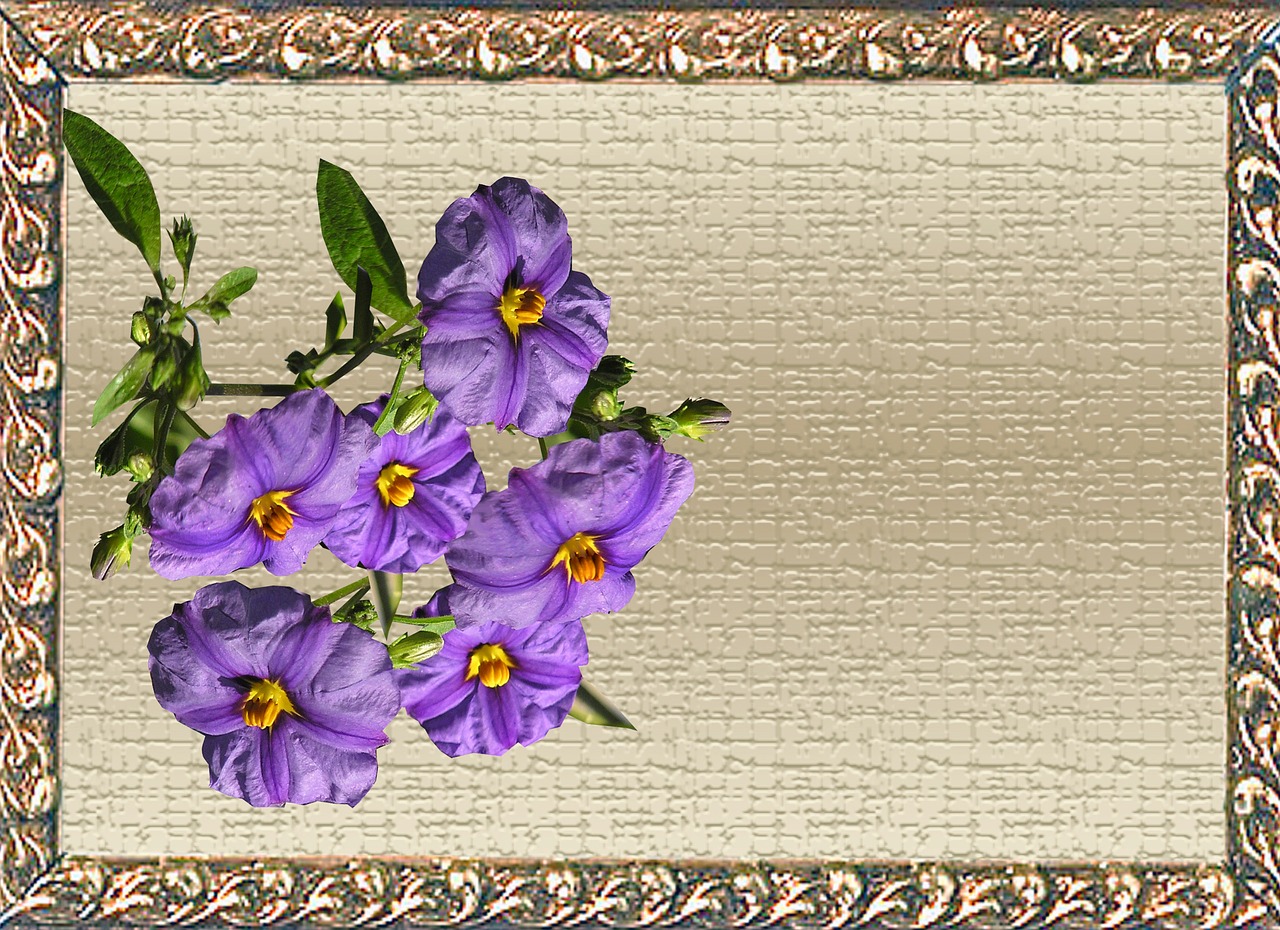 greeting card purple flower free photo