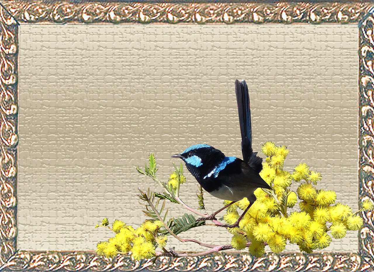 greeting card wren wattle free photo