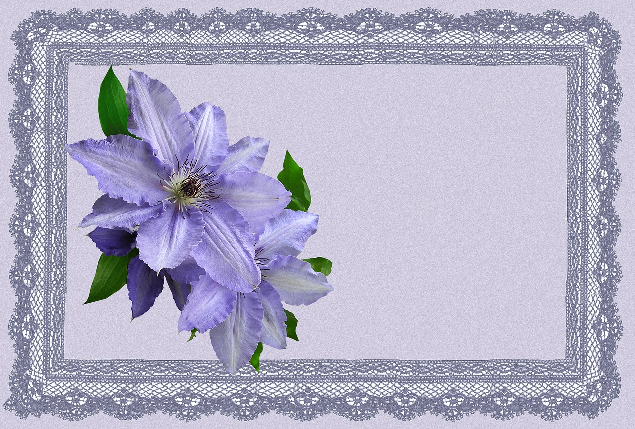 greeting card mauve clematis free photo