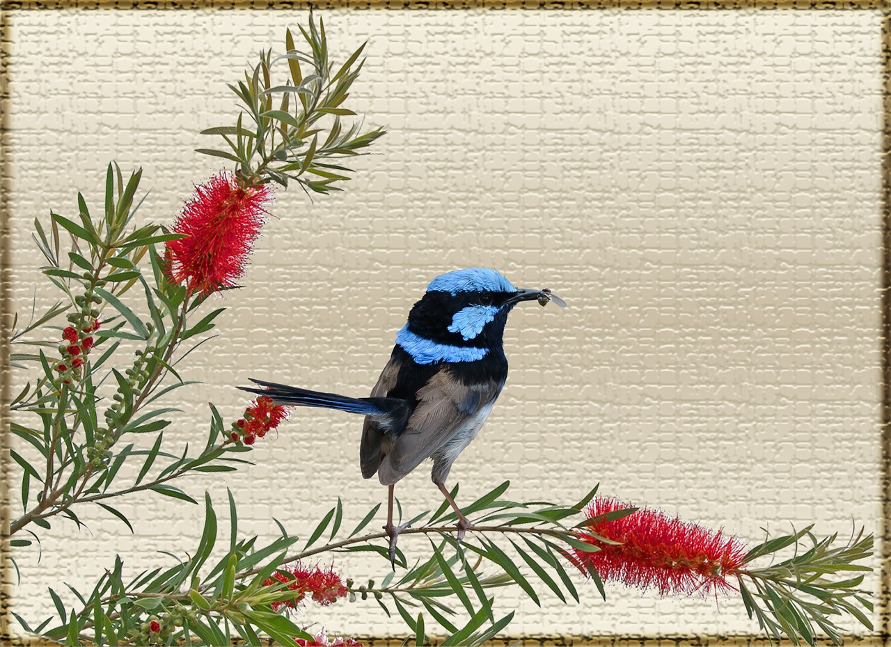 greeting card wren shrub free photo