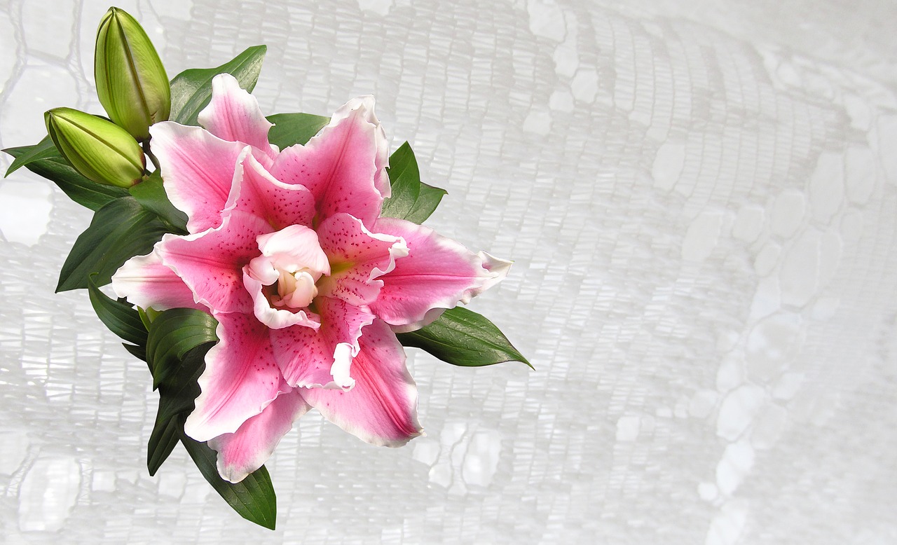 greeting card lily pink free photo