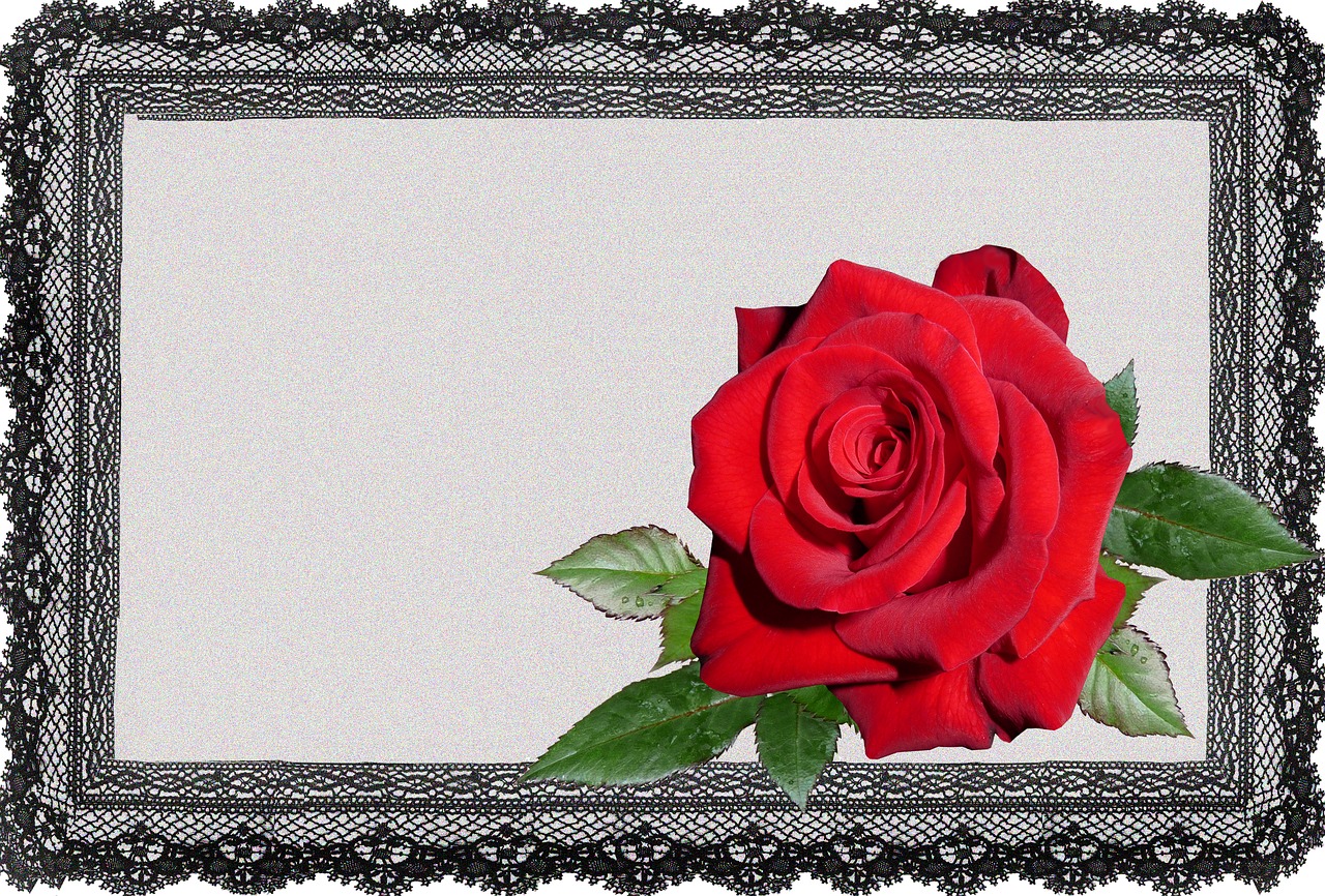 greeting card lace frame red rose free photo