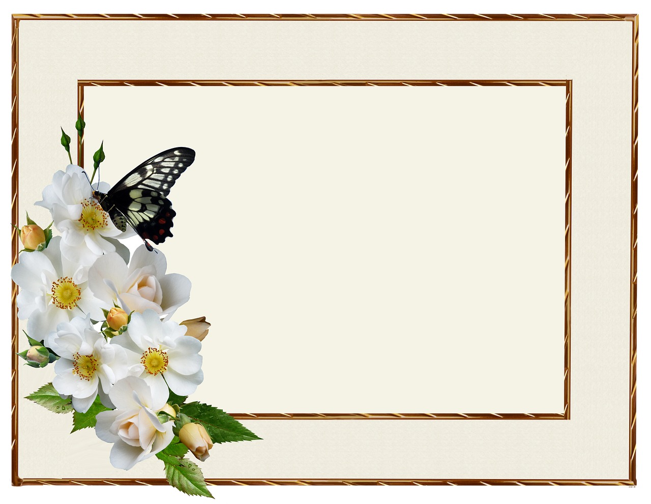 greeting card white rose butterfly free photo