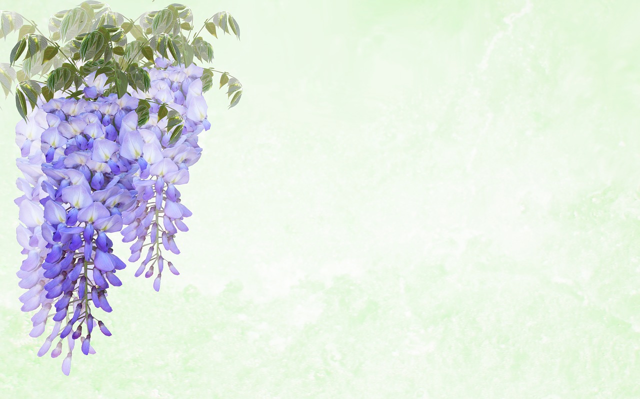 greeting card  wisteria  flower free photo