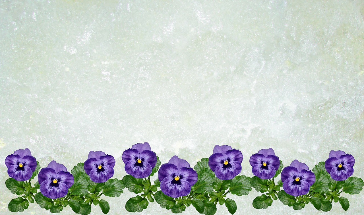 greeting card  pansy  background free photo