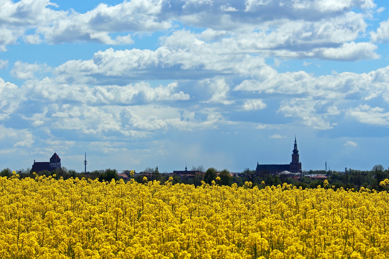 greifswald  view  port city free photo