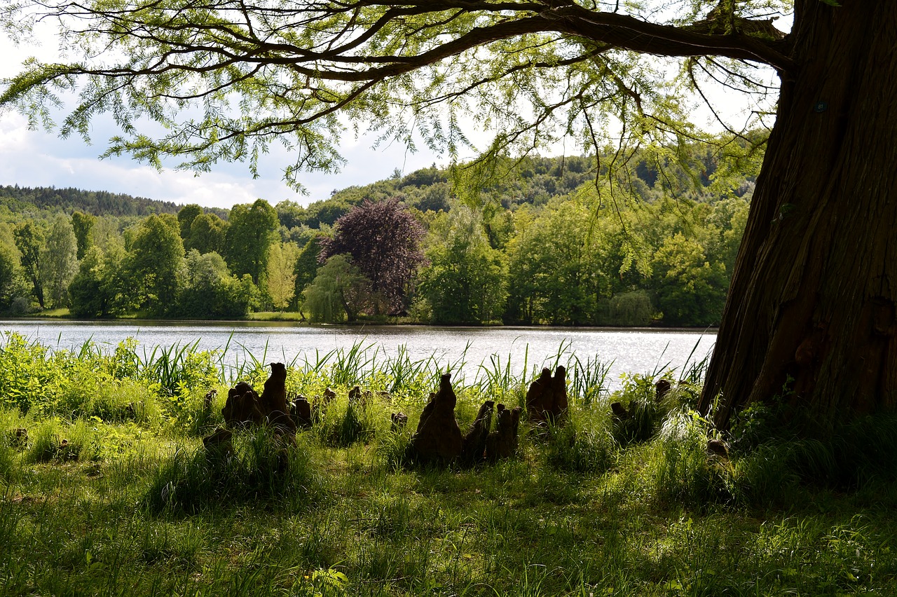 greizer park  tree  thuringia germany free photo