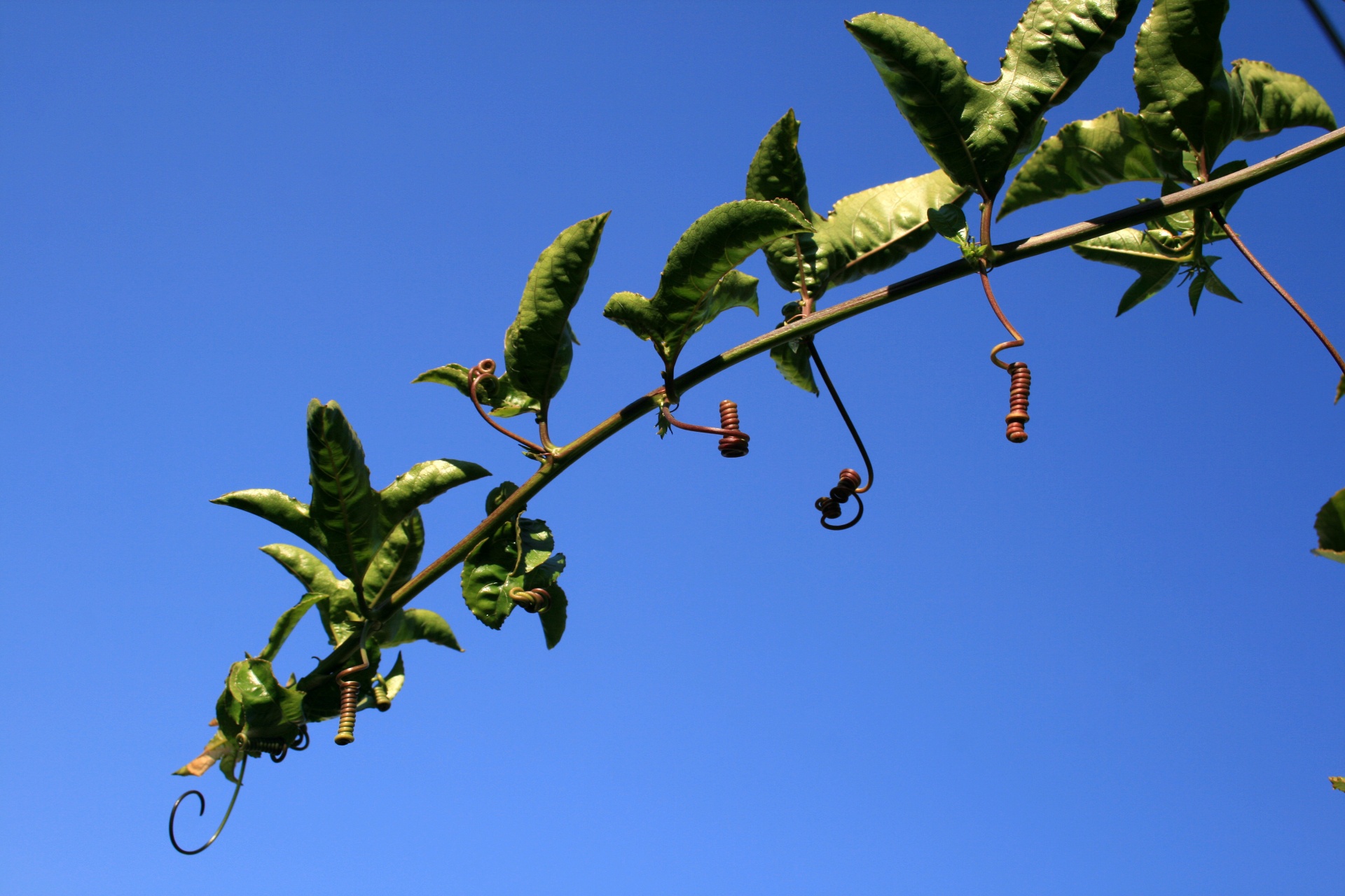 plant green creeper free photo