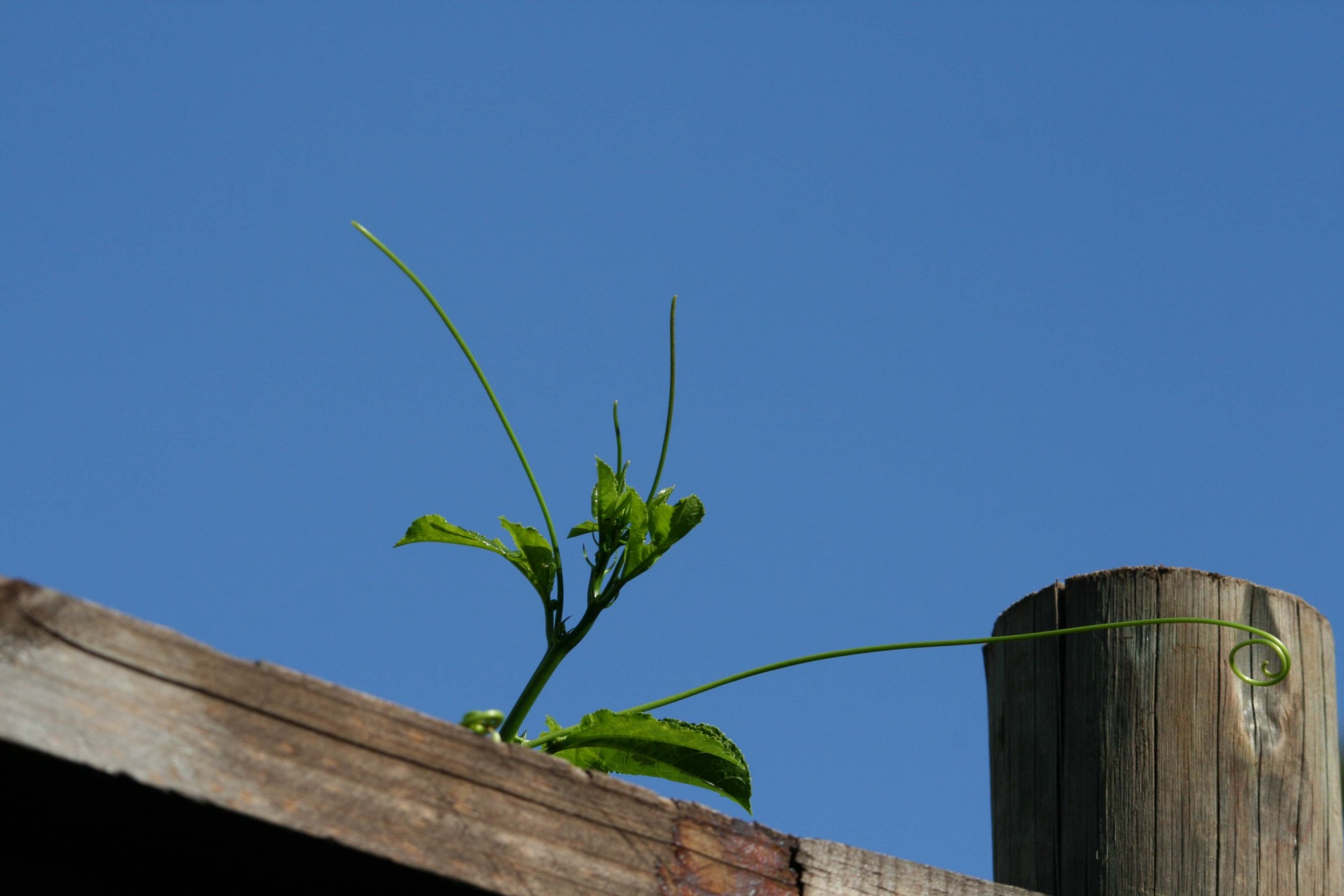 wood pole grenadella free photo