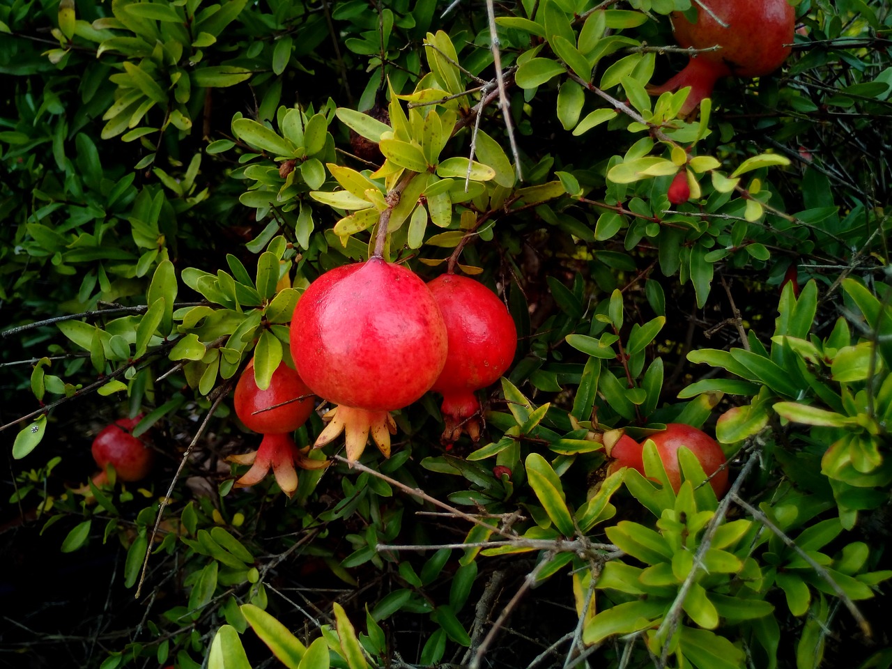 grenades garden fruit free photo