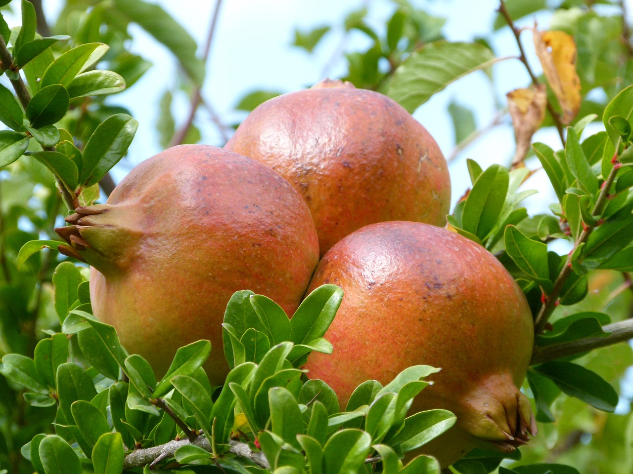 grenades fruit autumn free photo