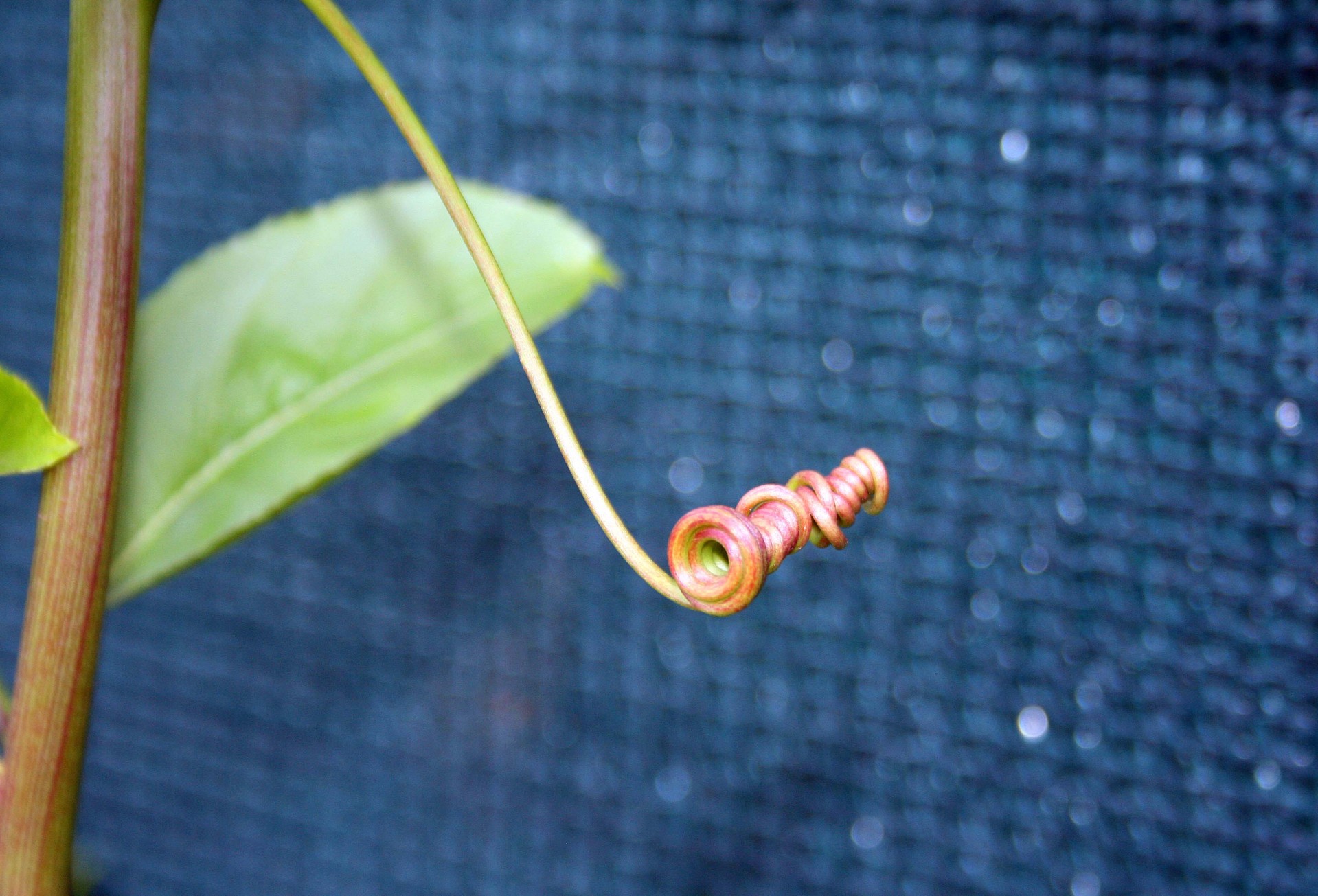 spiral tendril curled free photo