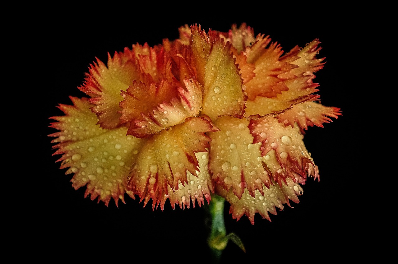 grenadin raindrops flower free photo
