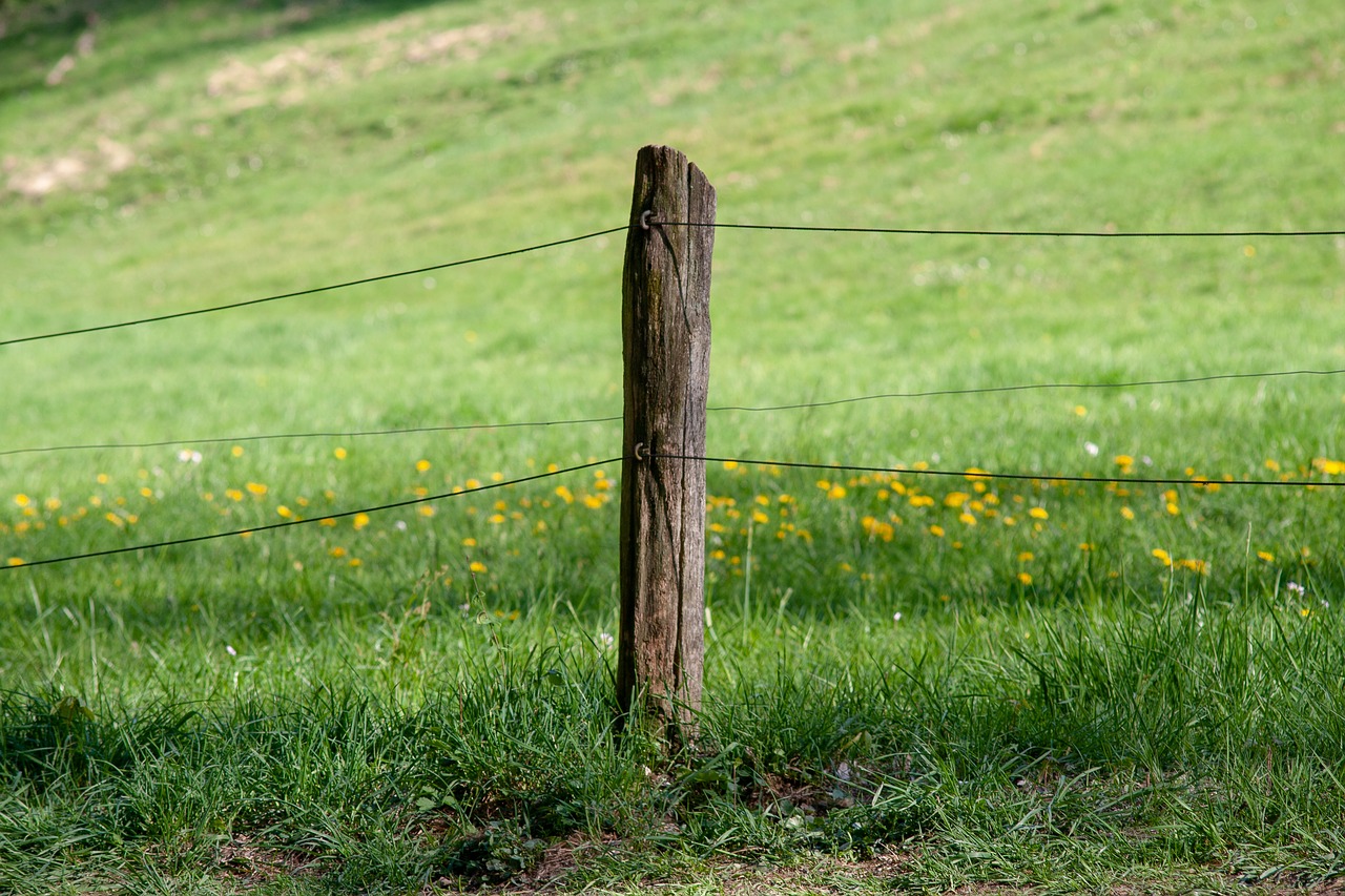 grenn  wiese  wald free photo