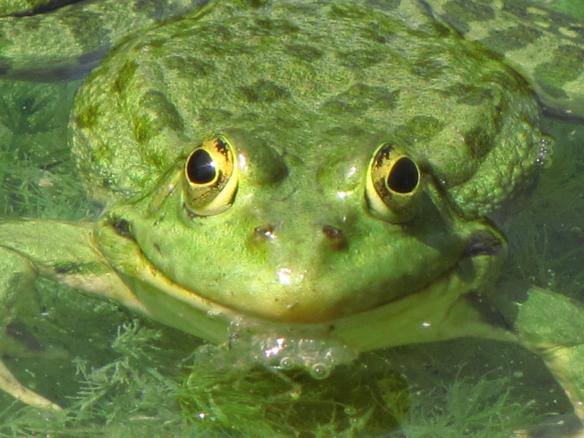 frog green animal free photo