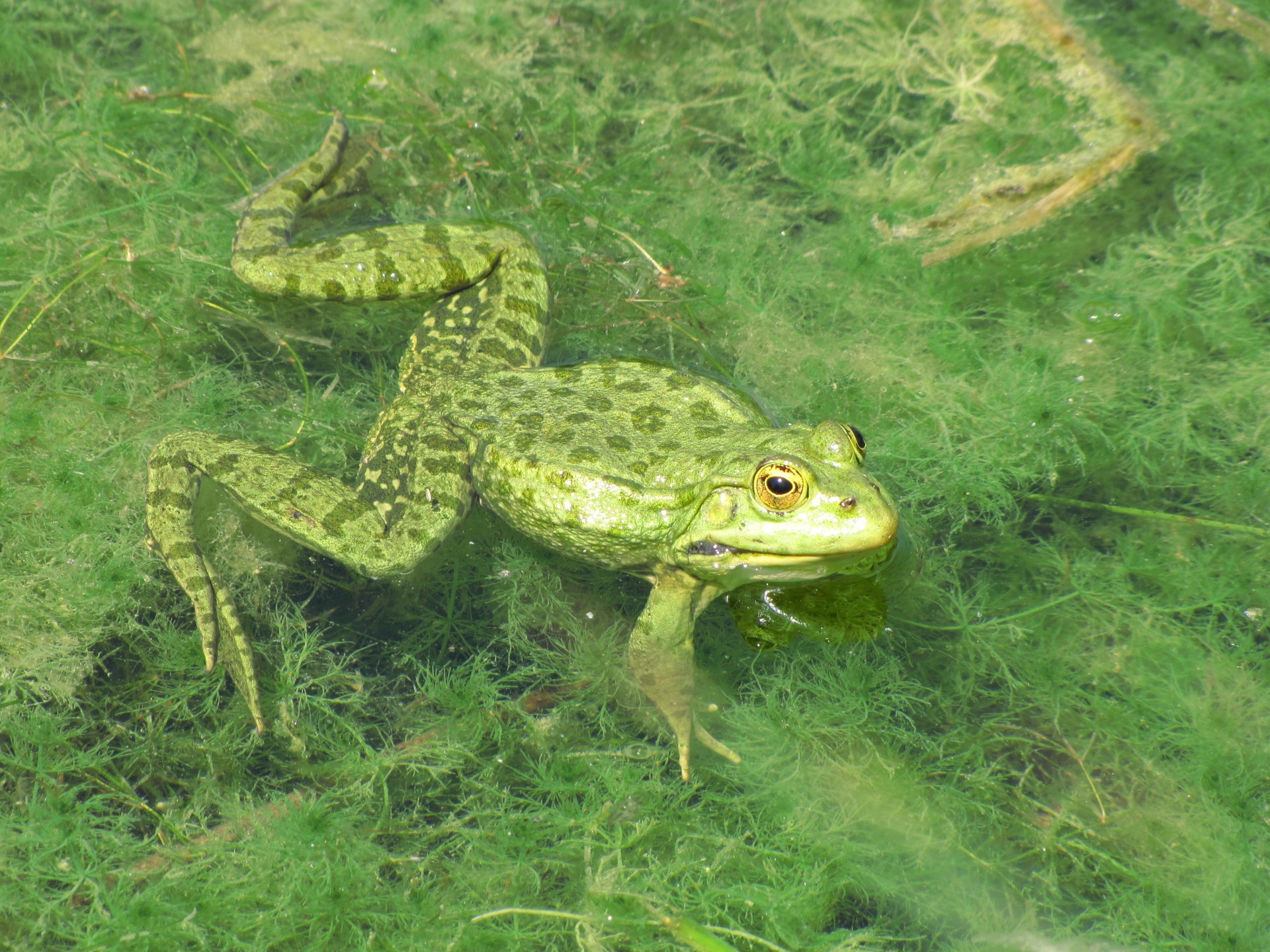 frog green animal free photo