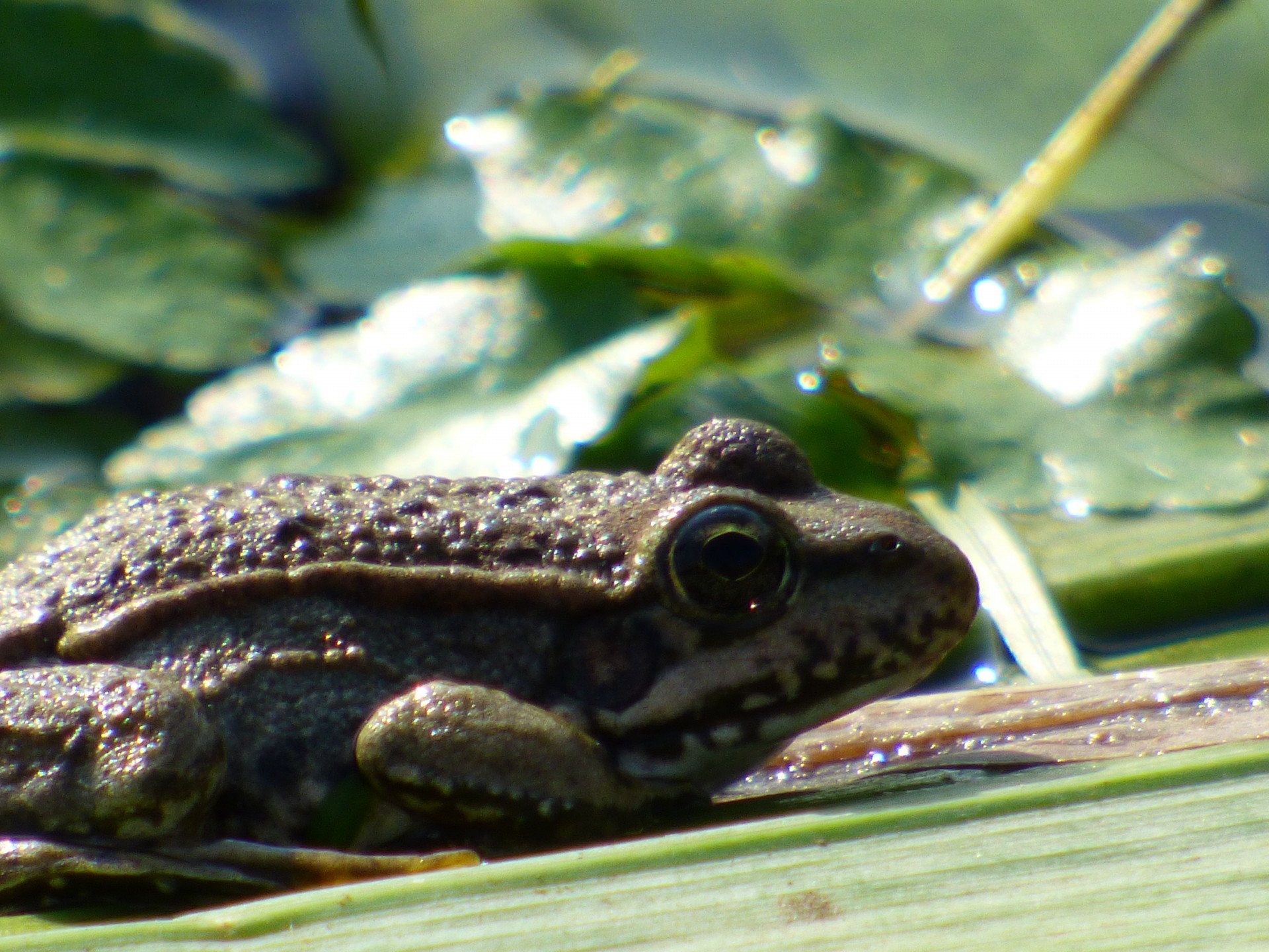 Tailed frog