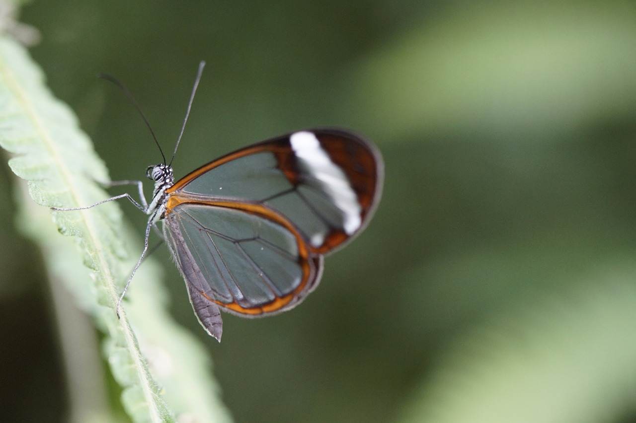 greta morgane morgane butterfly edelfalter free photo