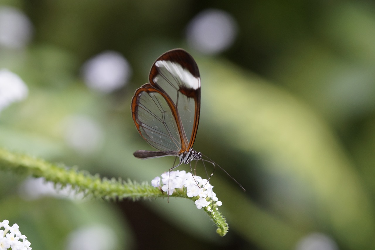 greta morgane morgane butterfly edelfalter free photo