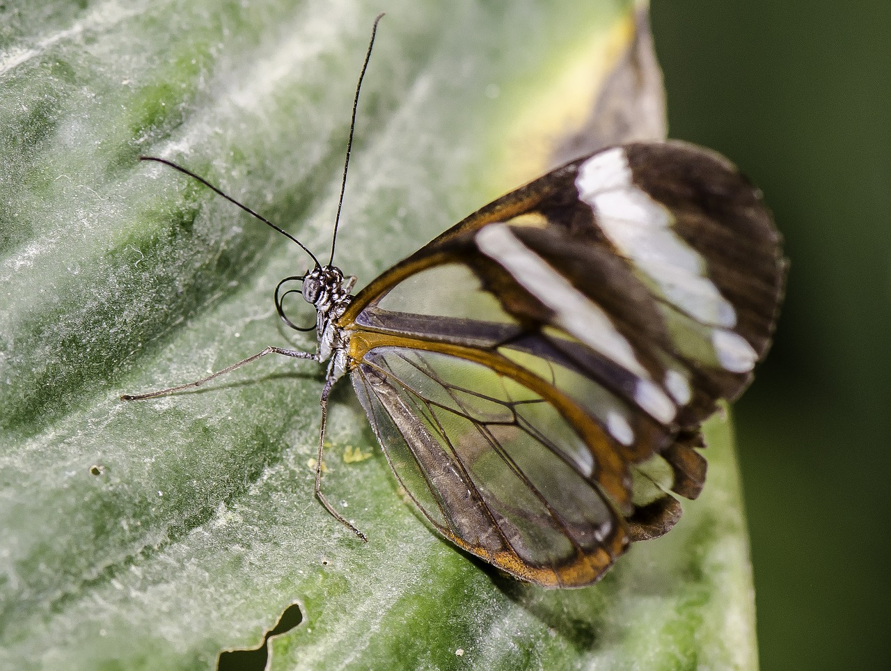 greta oto glasswinged butterfly free photo