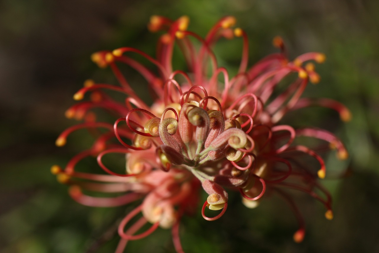 grevillea outdoor closeup free photo