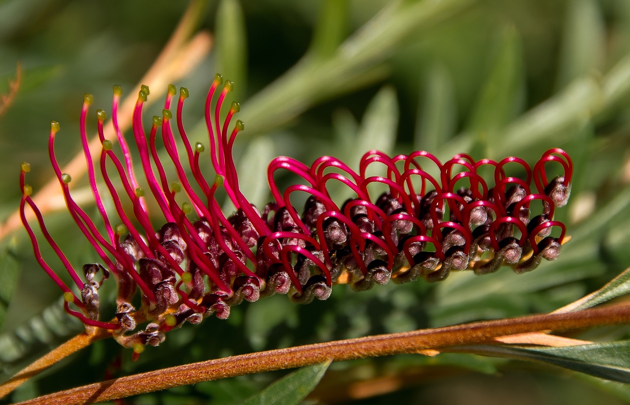 grevillea flower australian free photo