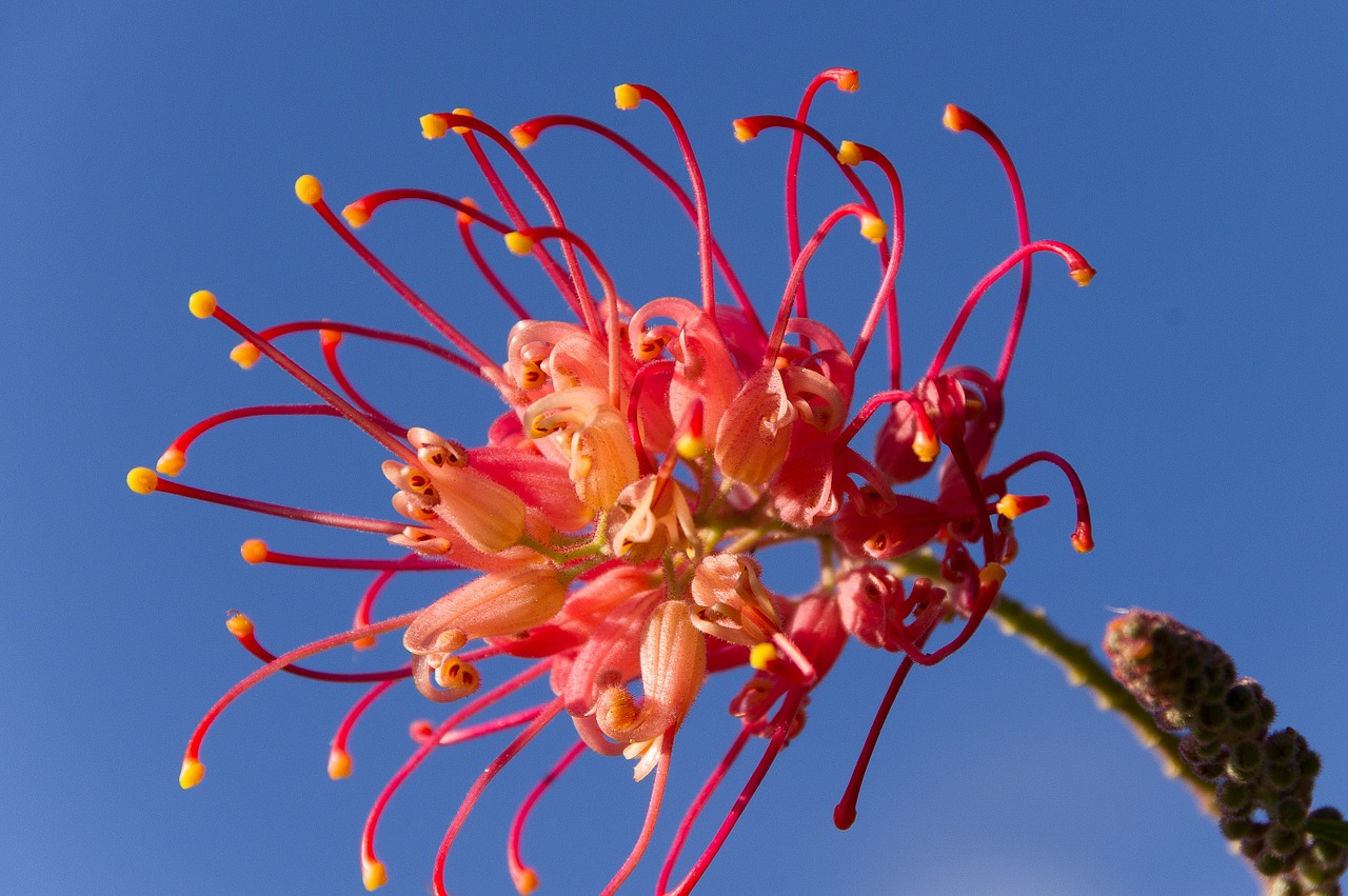grevillea flower australian free photo