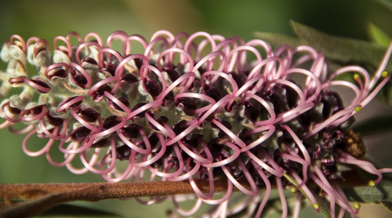 grevillea flower australian free photo