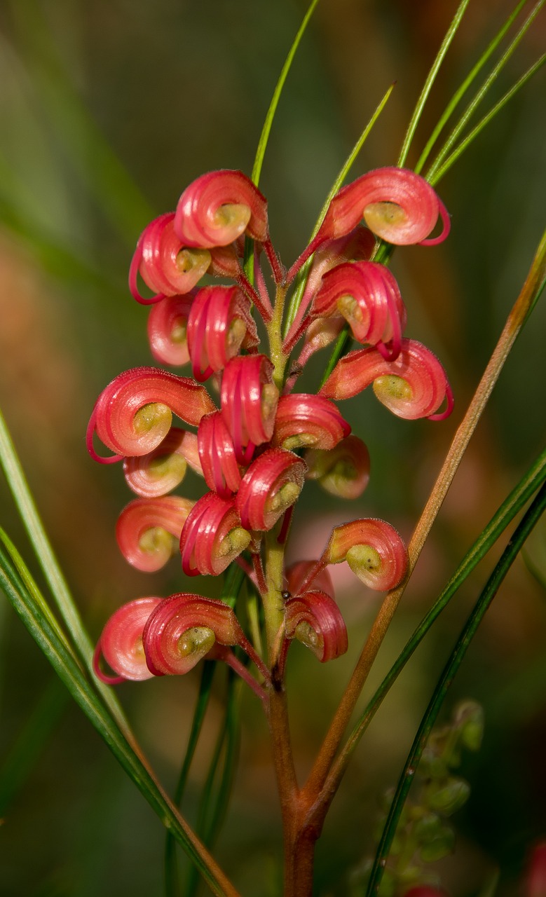 grevillea flower detail free photo