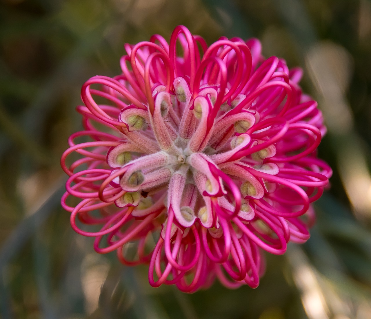 grevillea  flower  australian free photo
