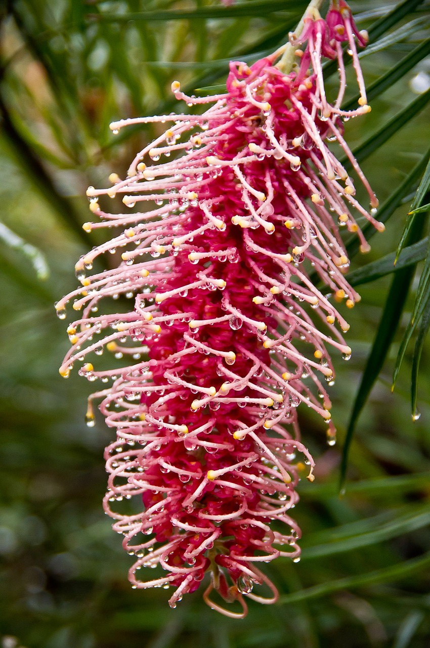 grevillea flower pink free photo