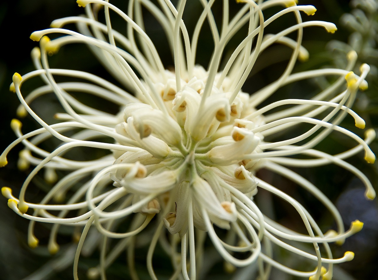 grevillea moonlight grevillea flower free photo