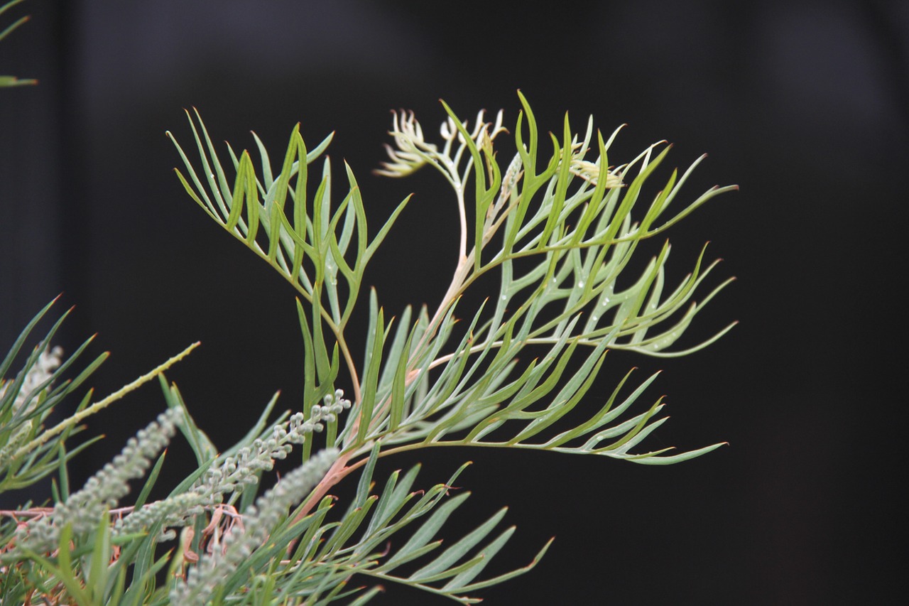 grevillia leaf leaves green free photo